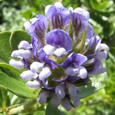 Otholobium bracteolatum